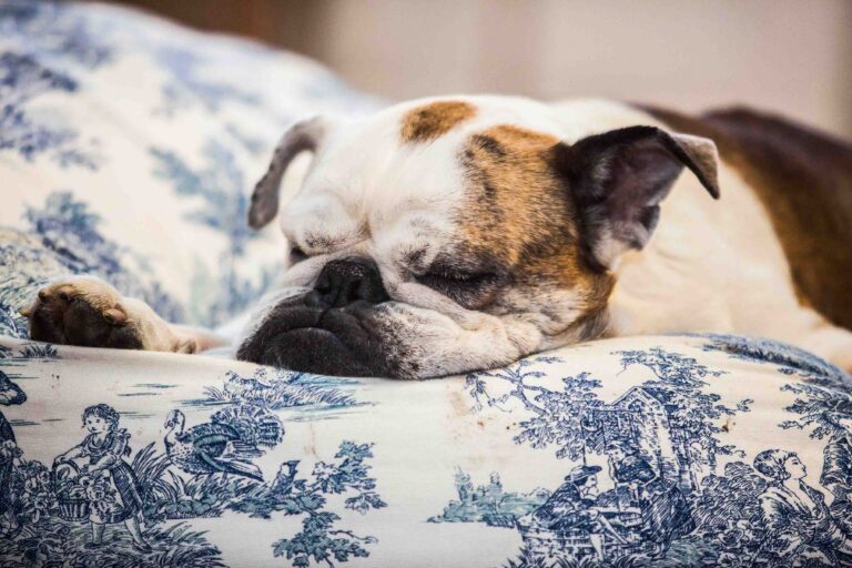 Haustiershooting_Haustierfotos_Hamburg_Hundefotos_Hundeshooting_Katzenshooting_Hamburg-Eilbek03