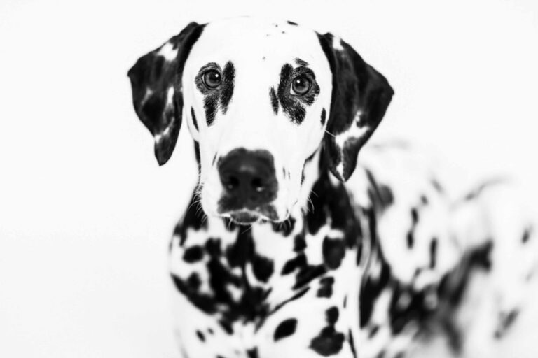 Haustiershooting_Haustierfotos_Hamburg_Hundefotos_Hundeshooting_Katzenshooting_Hamburg-Eilbek10